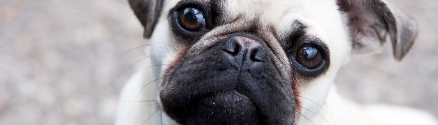 Flashpops Photographie - Antonia Nieddu Fotografie Tierfotografie Tierfotoshooting Tierfoto Peoplefotografie Peoplefotoshooting Familienfotografie Familienfotoshooting on Location Serie - Ich Norbert Hundefotografie