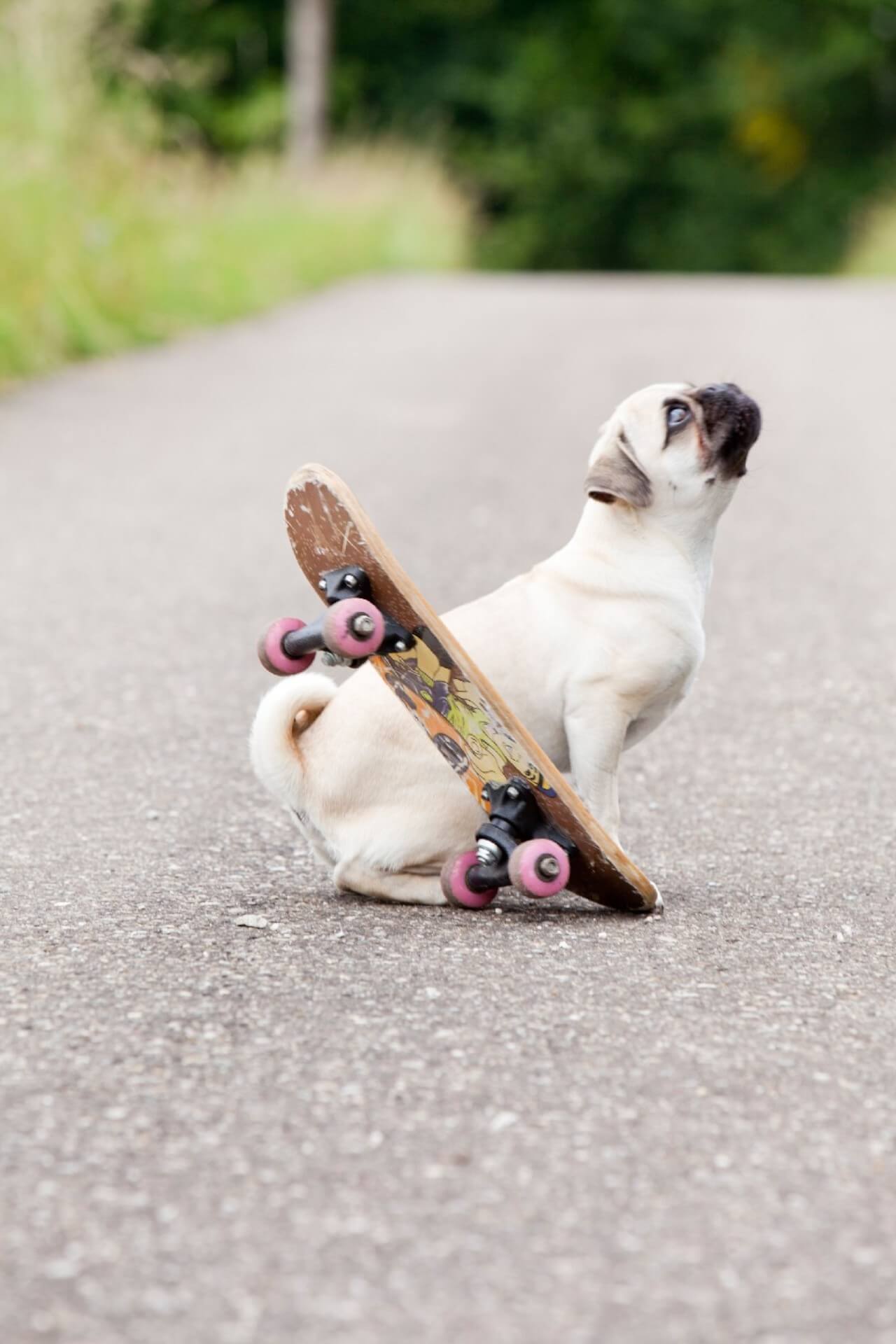 Flashpops Photographie - Antonia Nieddu Fotografie Tierfotografie Tierfotoshooting Tierfoto Peoplefotografie Peoplefotoshooting Familienfotografie Familienfotoshooting on Location Serie - Ich Norbert Hundefotografie