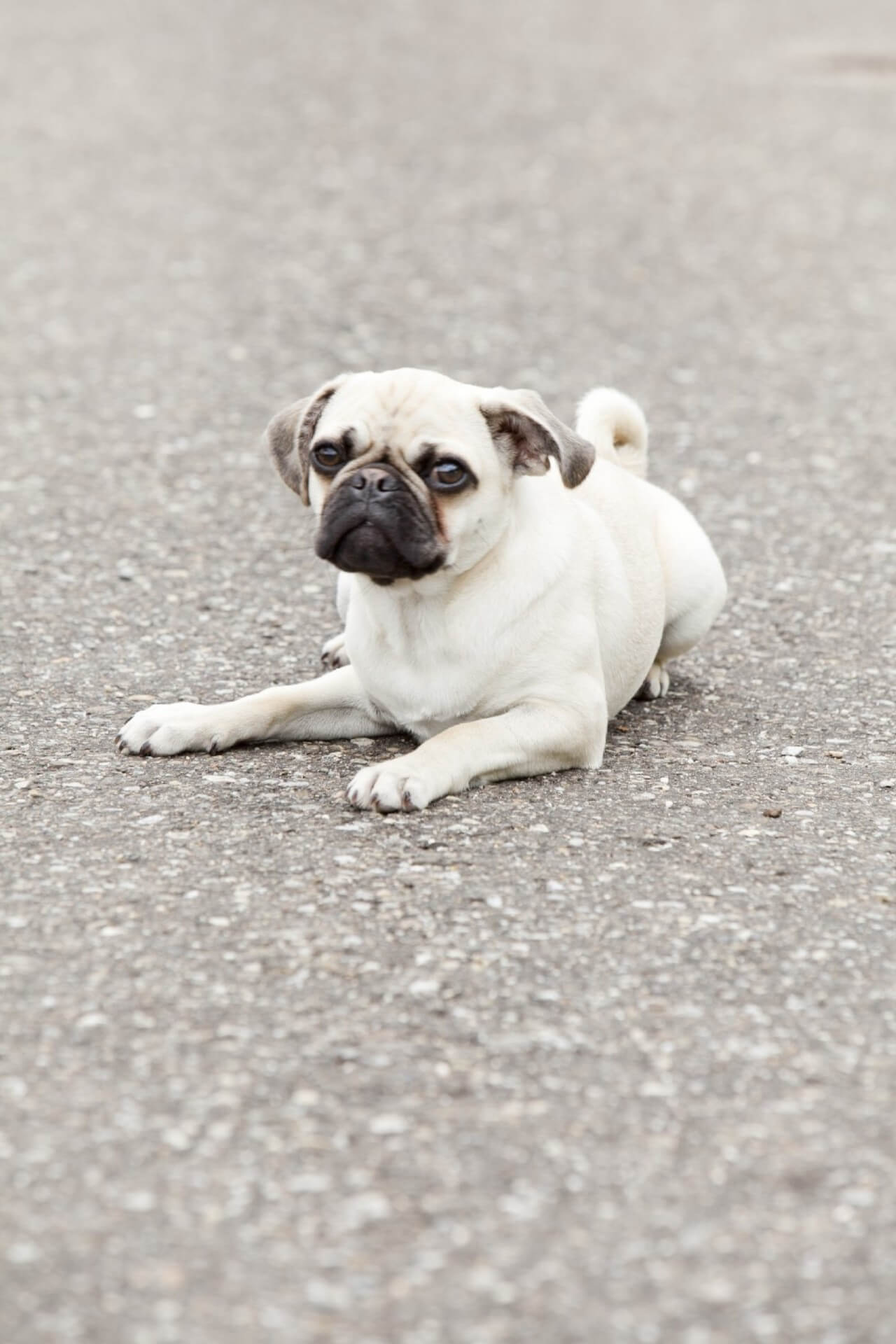 Die MopsGeschichte Flashpops Fotografie